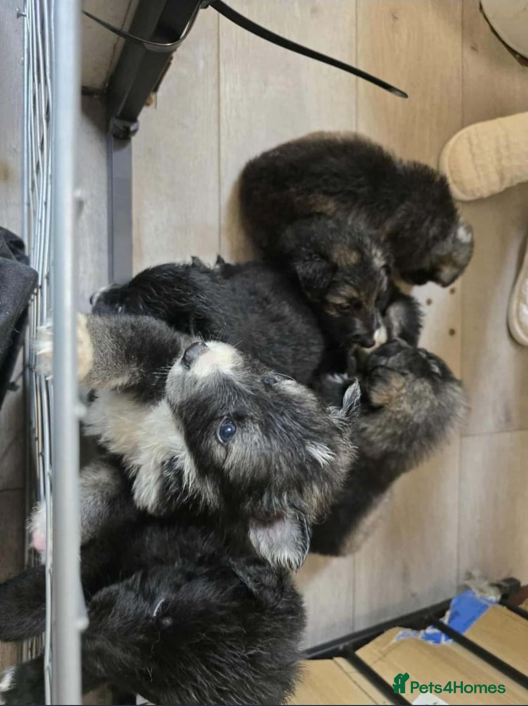 Mixed Breed dogs for sale: German Shepherd X Puppies - Image 1