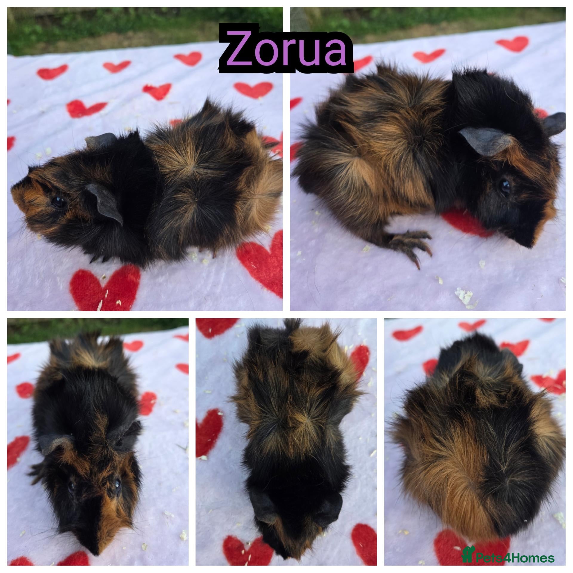 Guinea Pig rodents Young Girl Guinea Pigs Ready To Leave - Advert 7