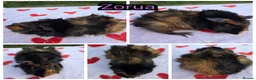 Guinea Pig rodents for sale: Young Girl Guinea Pigs Ready To Leave - Advert 1