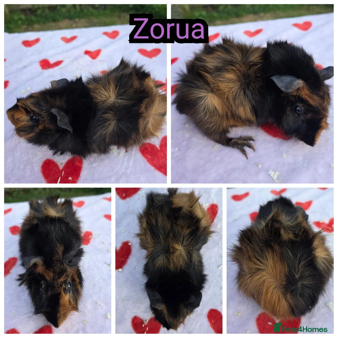 Guinea Pig rodents for sale: Young Girl Guinea Pigs Ready To Leave - Advert 1