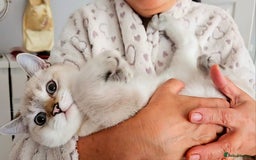 Scottish Fold cats for sale: Pedigree Scottish Folds kittens READY TO LEAVE - Image 1