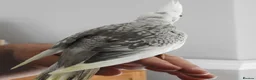 Cockatiels birds for sale: Hand Reared Cockatiels - Advert 4