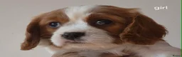 Cavalier King Charles Spaniel dogs for sale: QUALITY KC REGISTERED CAVALIERS  - Advert 5