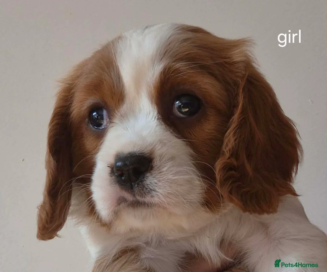 Cavalier King Charles Spaniel dogs for sale: QUALITY KC REGISTERED CAVALIERS  - Advert 5