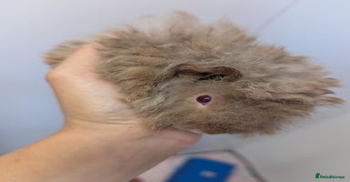 Guinea Pig rodents - Advert 11