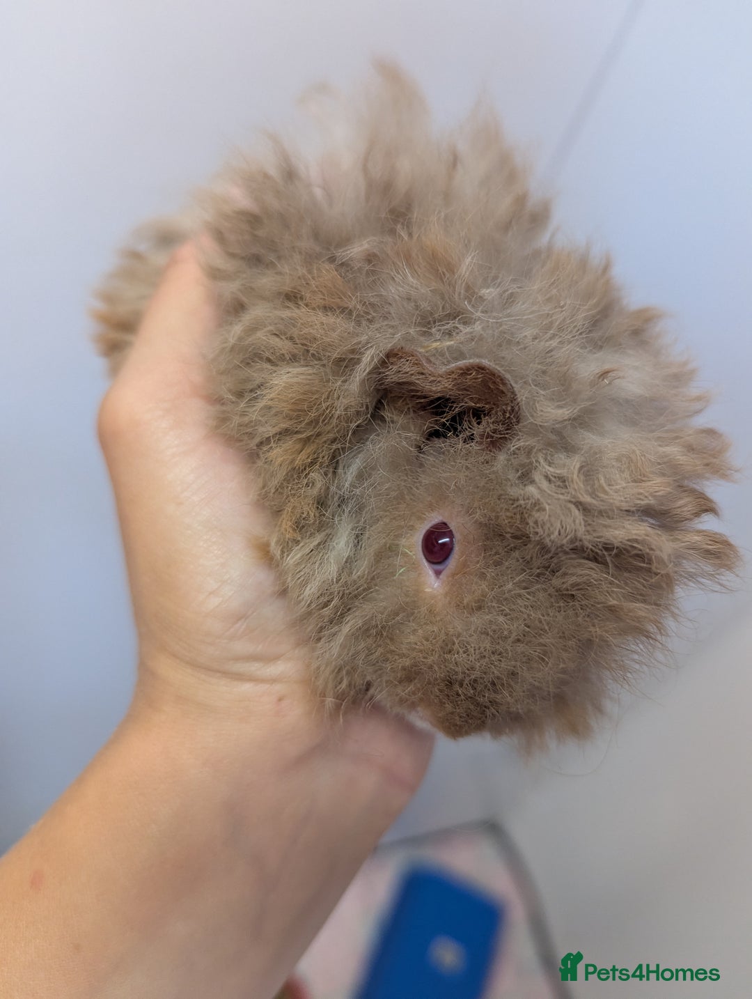 Guinea Pig rodents for sale: Baby boar Lunkarya guinea pigs - Image 2