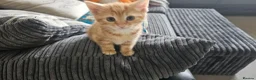 British Shorthair cats for sale: Rare Gem of a beautiful kitten - Advert 9