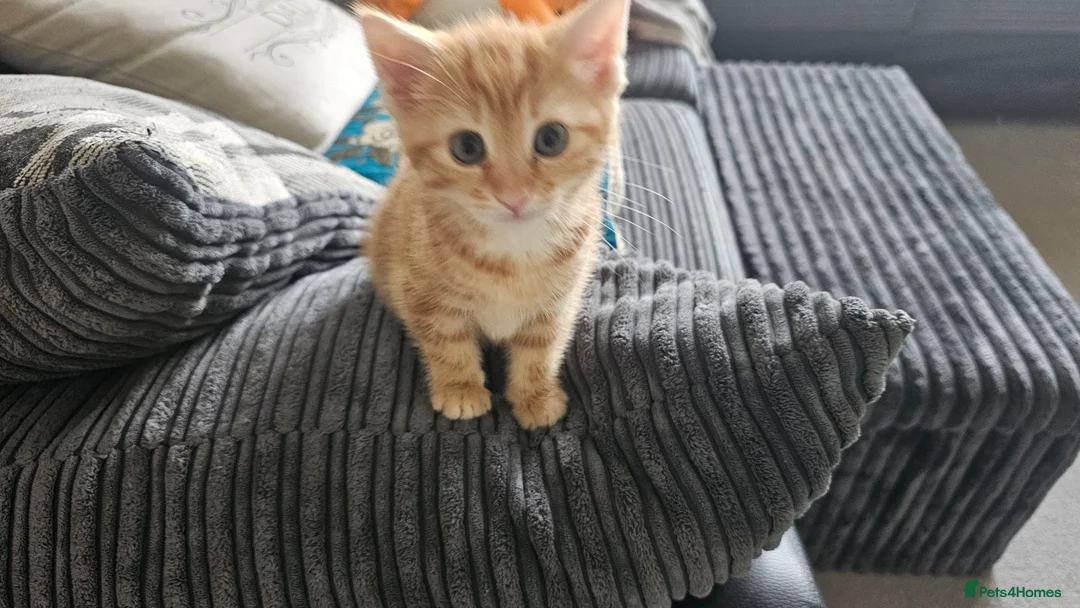 British Shorthair cats for sale: Rare Gem of a beautiful kitten - Advert 1