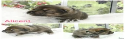 Saarloos Wolfdog dogs for sale: Female available - vaccinated and ready to leave - Advert 7