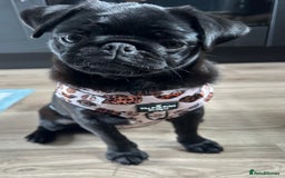 Pug dogs for sale: 7 month old female pug - Advert 1