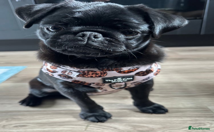 Pug dogs 7 month old female pug - Advert 8