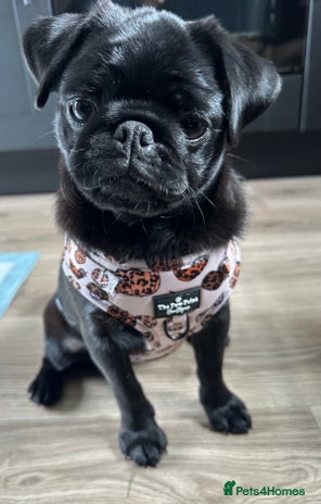 Pug dogs 7 month old female pug - Advert 1