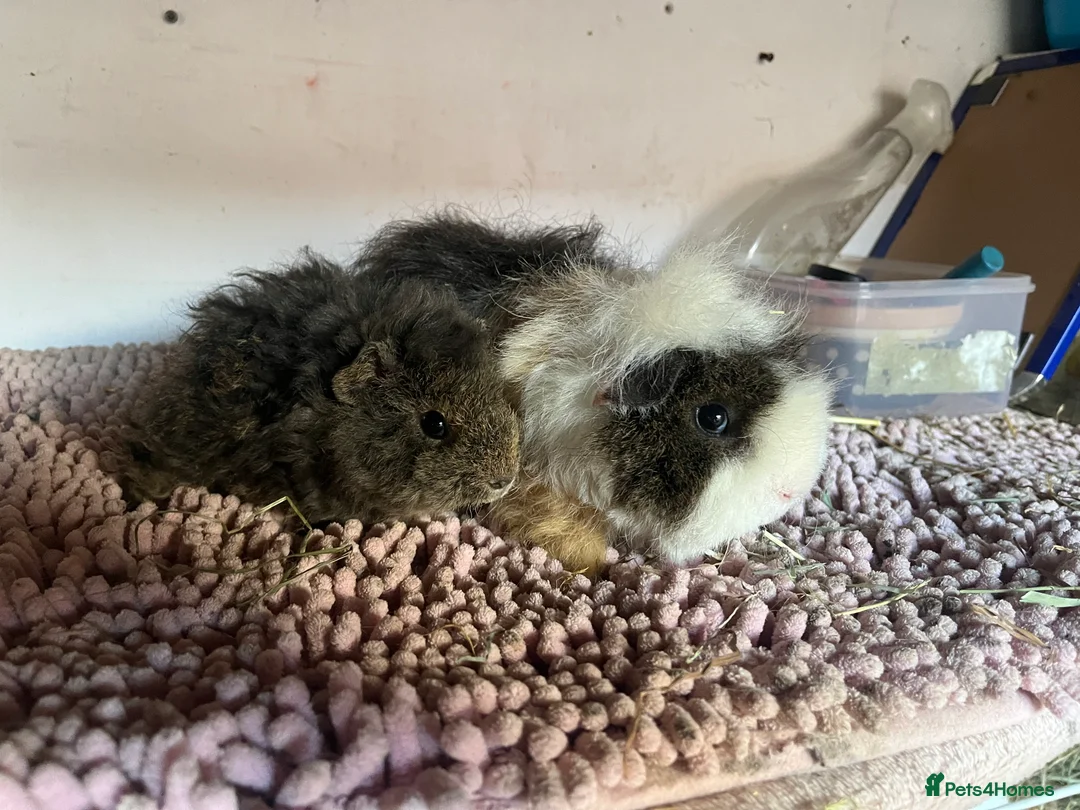 Guinea Pig rodents for sale: PUREBRED PERUVIAN & ALPACA DUOS - Advert 6