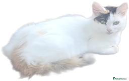 Mixed Breed cats for sale: Little kitten ready 10th August read listing  - Image 12