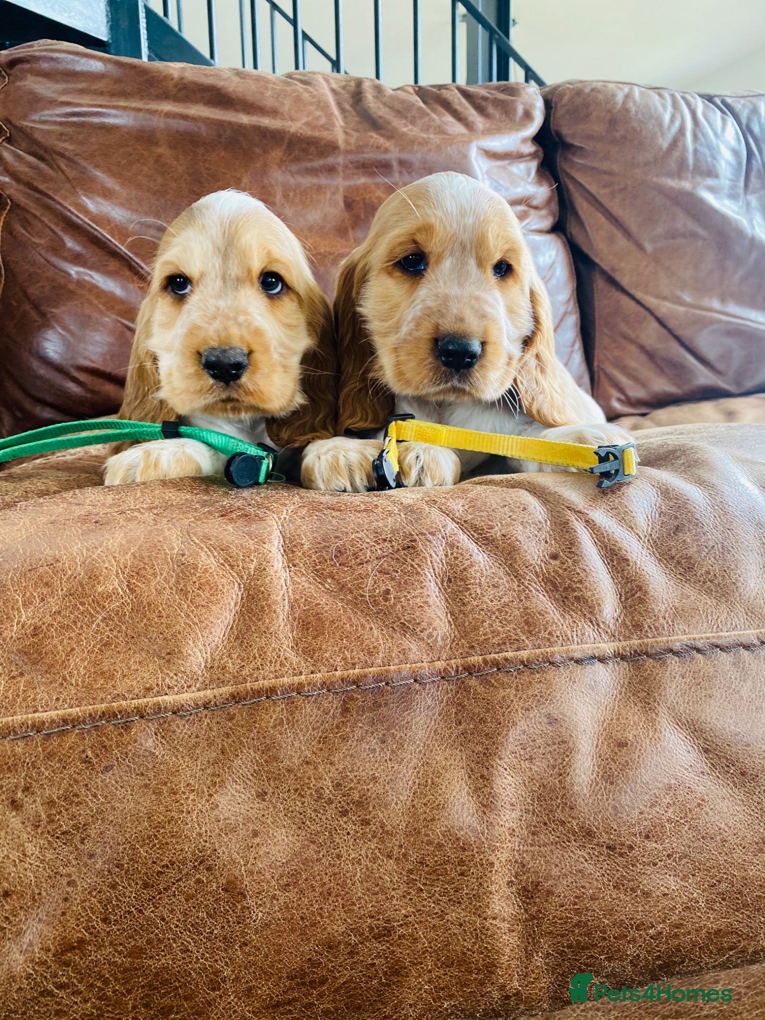 Cocker Spaniel dogs 2Showtype Cockers 💚💛 KC+Healthtested parents.   - Advert 1