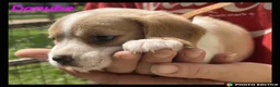 Beaglier dogs for sale: Beautiful Beaglier Bundles 🌸 - Advert 5