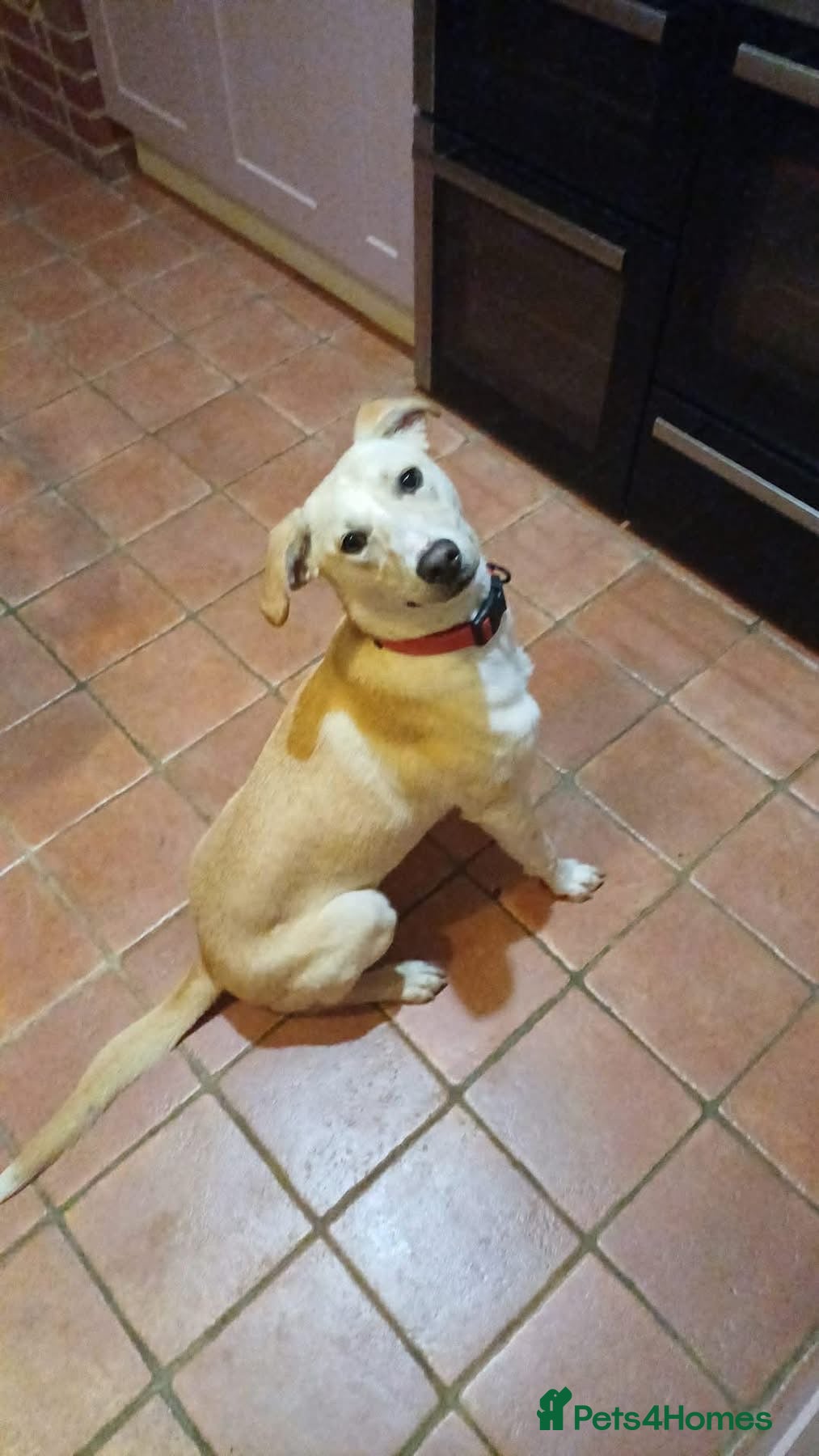 Mixed Breed dogs Talia - Hempnall Norfolk  - Advert 3