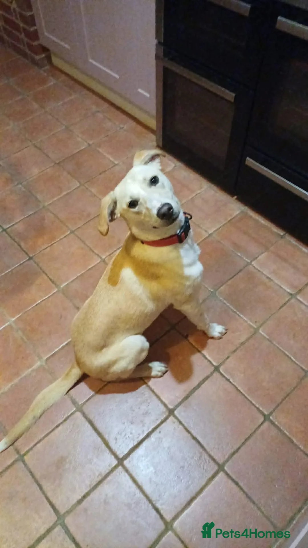 Mixed Breed dogs for adoption: Talia - Hempnall Norfolk  in Norwich - Advert 1