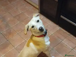 Mixed Breed dogs Talia - Hempnall Norfolk - Advert 3