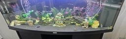 Cichlids fish for sale: Juwel fish tanks with everything  in Worksop - Advert 2