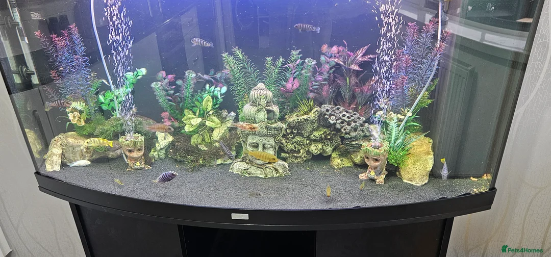 Cichlids fish for sale: Juwel fish tanks with everything  in Worksop - Advert 2