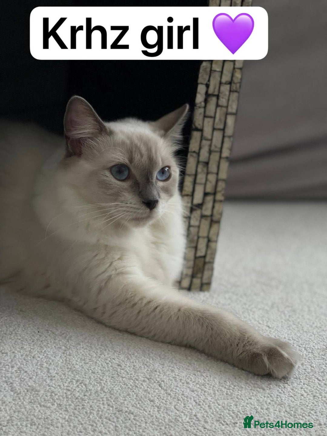 Ragdoll cats for sale: 7 ragdoll cats & kittens  - Image 1
