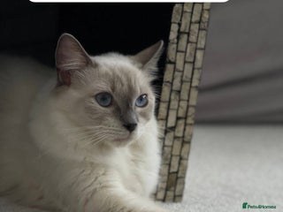 Ragdoll cats - Advert 29