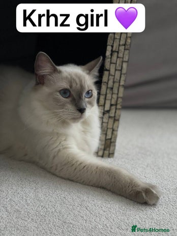 Ragdoll cats - Advert 14