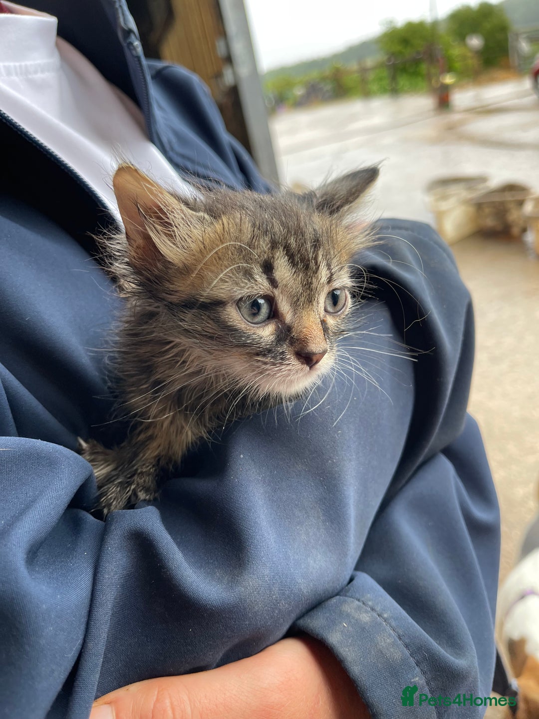 Mixed Breed cats for sale: Farm cats  - Image 2