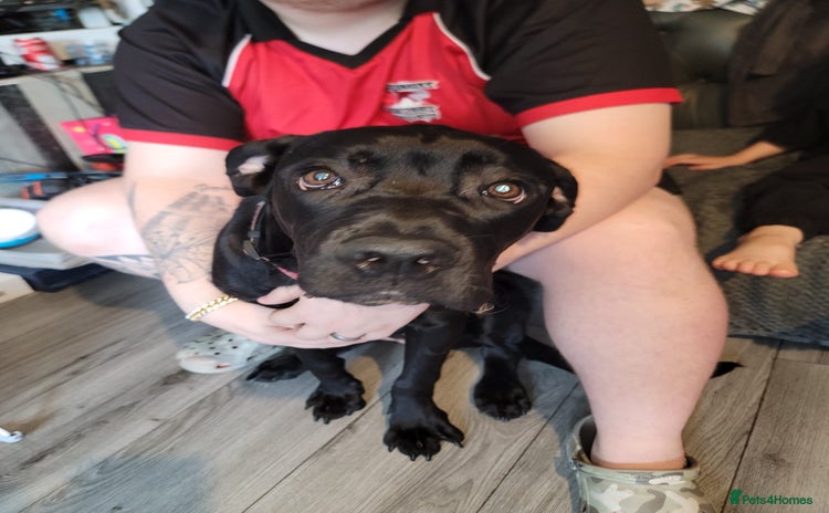 Cane Corso dogs - Advert 5