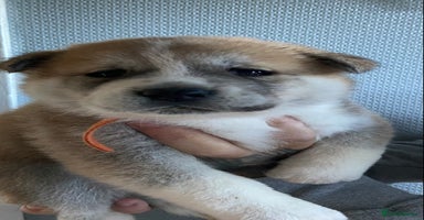 Akita dogs - Advert 14