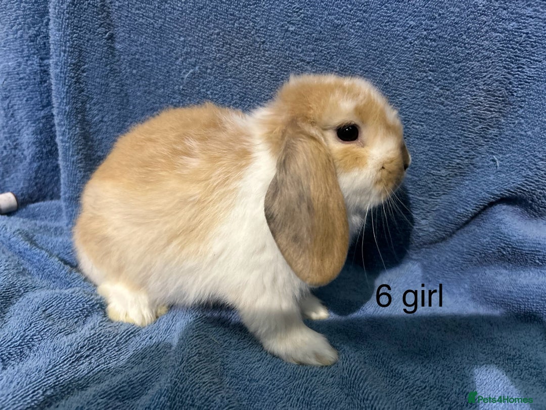 Dwarf Lop rabbits for sale: Mini x dwarf baby lop rabbits  - Advert 5