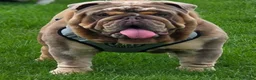 English Bulldog dogs for stud:  KC Registered Fullsuit Lilac Merle Stud - Advert 3
