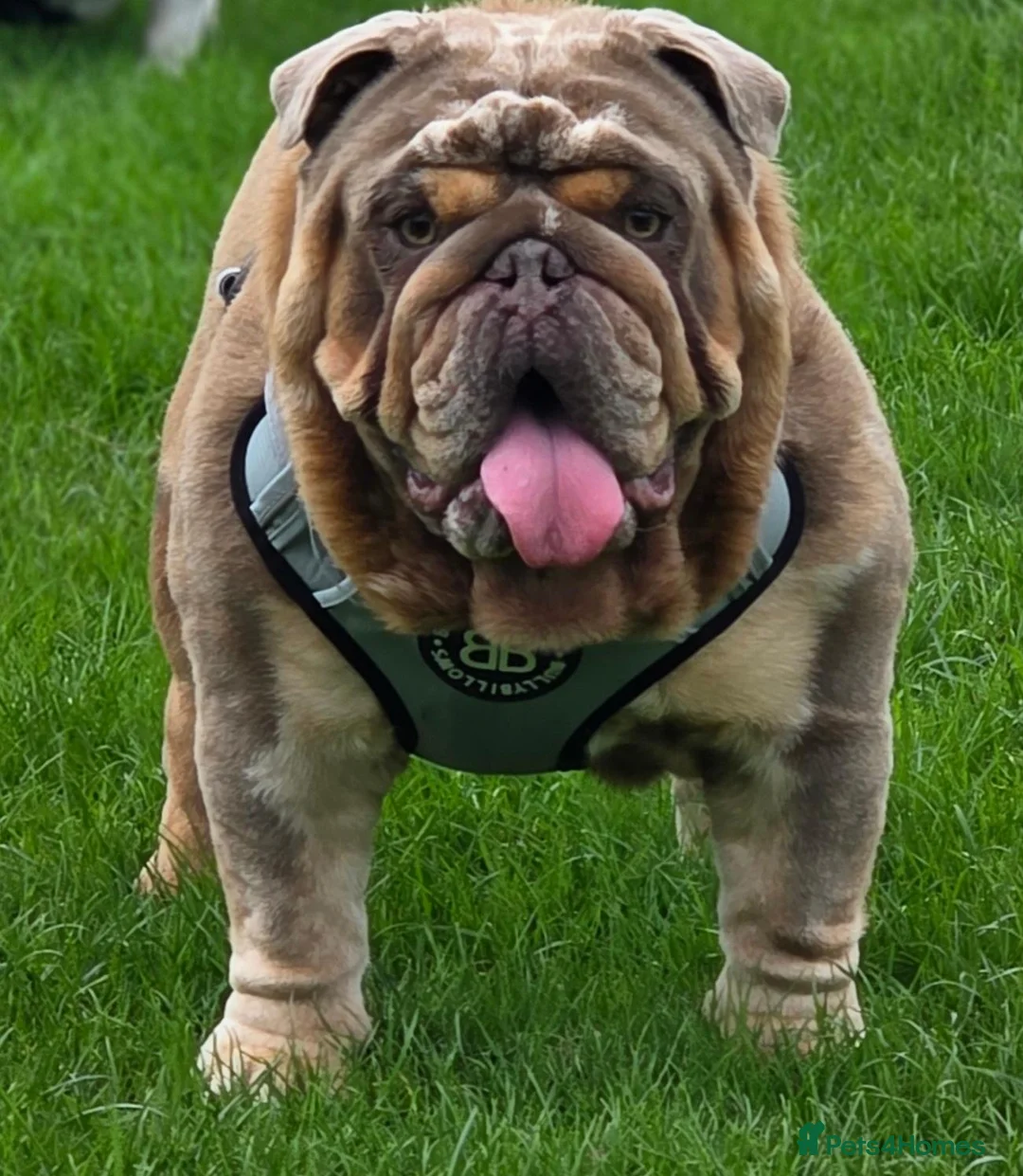 English Bulldog dogs for stud:  KC Registered Fullsuit Lilac Merle Stud - Advert 3