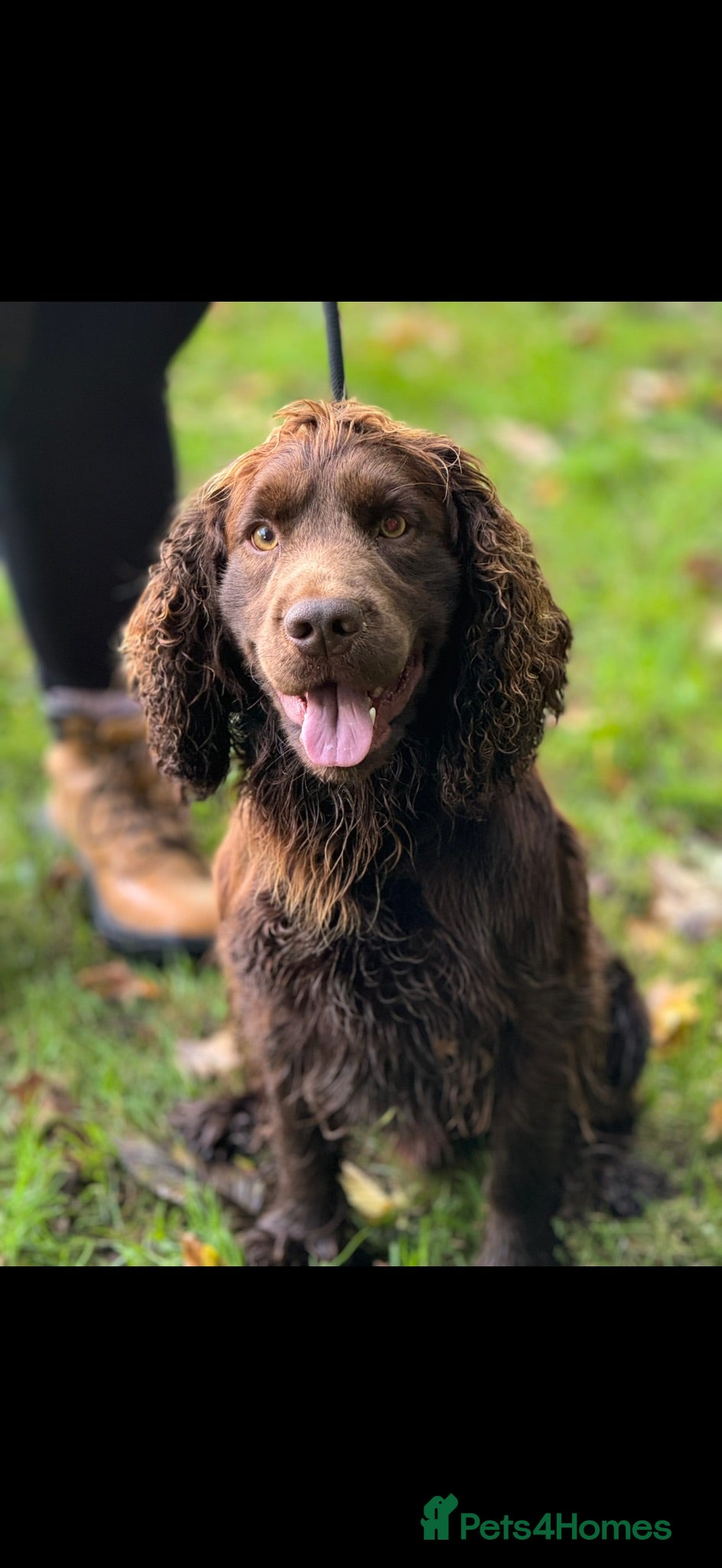 Cocker Spaniel dogs Kc reg Stunning Cocker spaniel  - Advert 2
