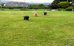 Labrador Retriever dogs for sale: Labrador pups - Image 1