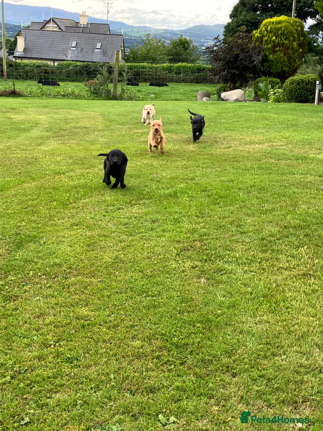 Labrador Retriever dogs for sale: Labrador pups - Image 1