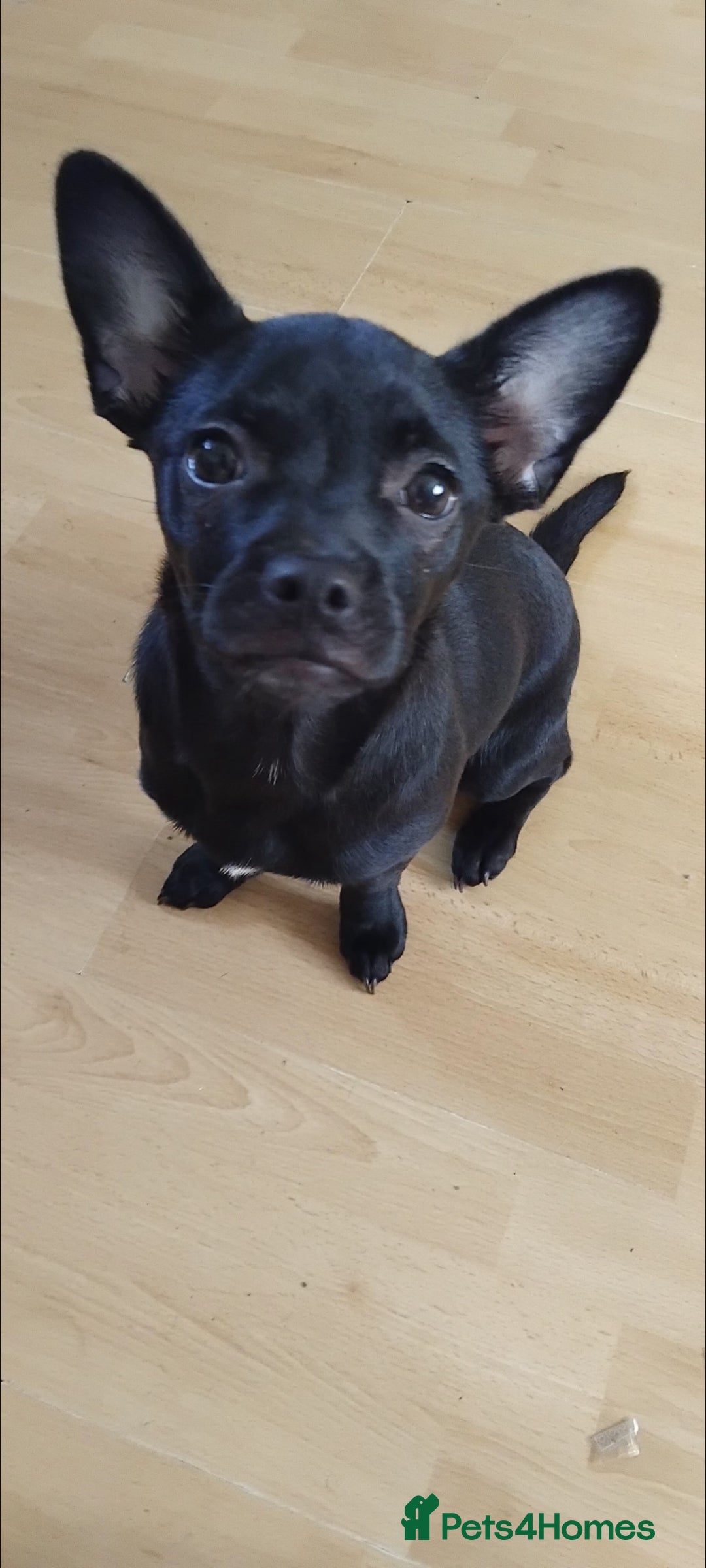 Mixed Breed dogs Bullhuhua for sale  - Advert 1