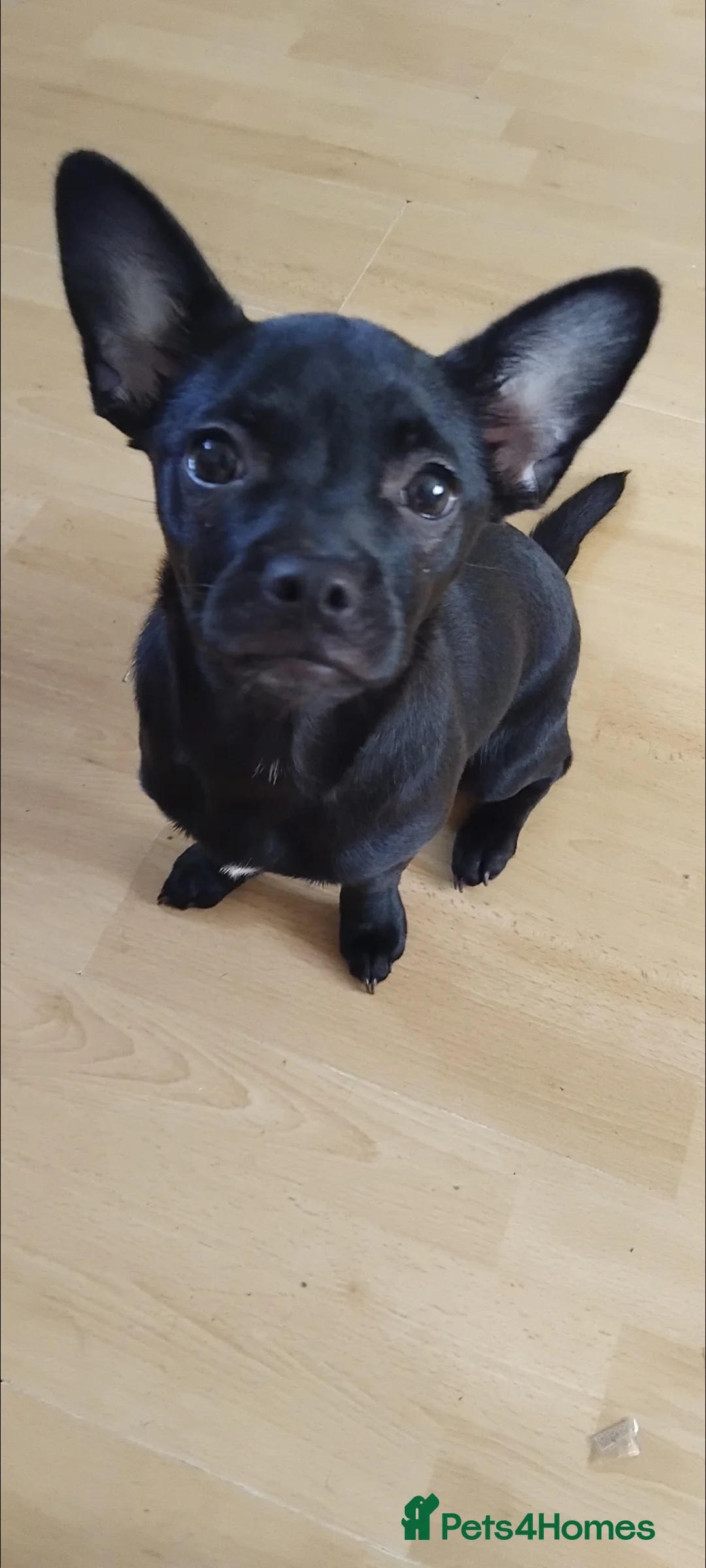 Mixed Breed dogs for sale: Bullhuhua for sale  - Advert 1