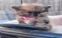 Pomeranian dogs for sale: Tea cup Pomeranians  - Image 6