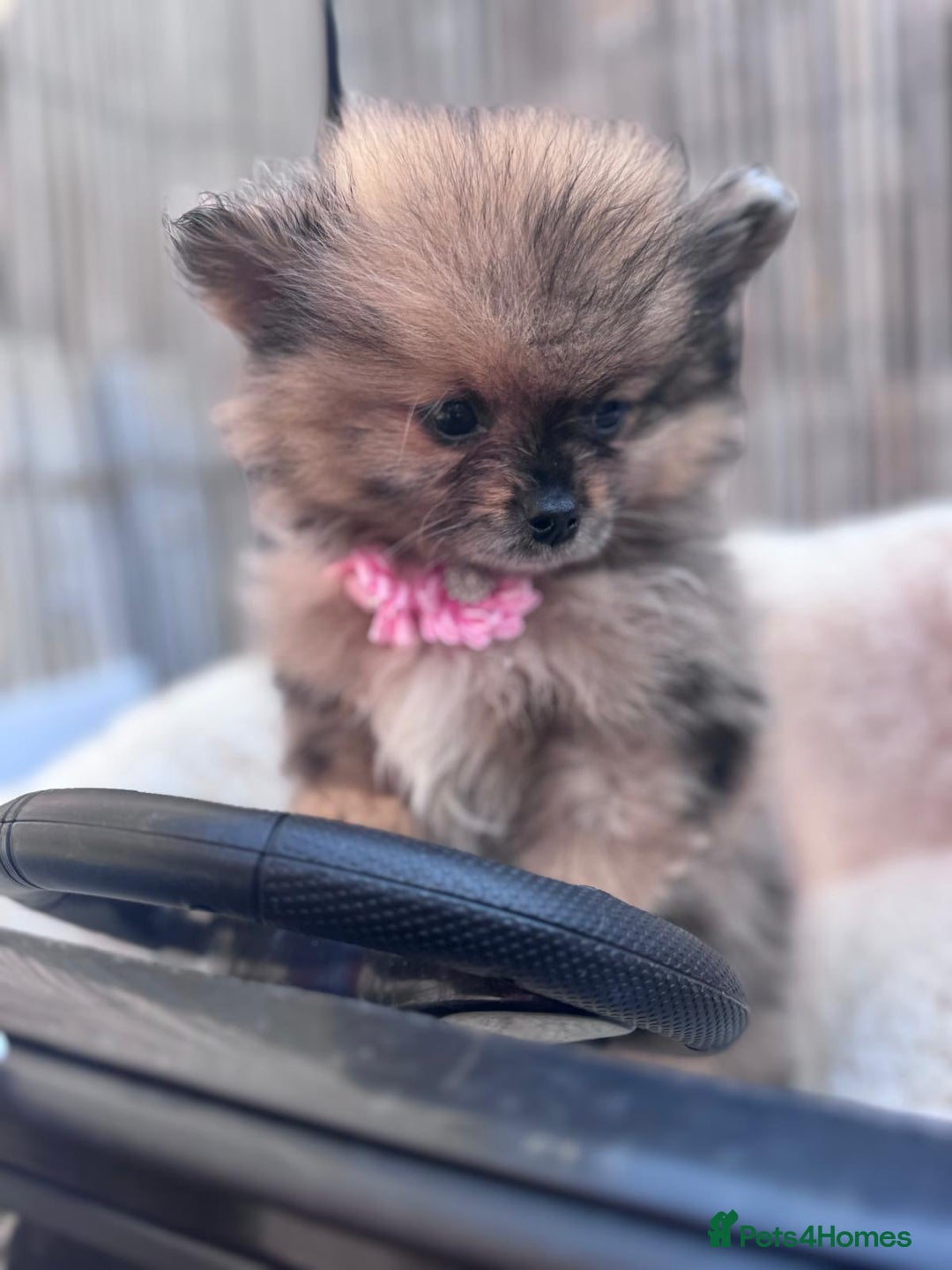 Pomeranian dogs for sale: Tea cup Pomeranians  - Image 6