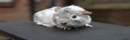 Guinea Pig rodents for sale: Baby Guinea Pigs Looking For New Homes - Advert 11