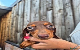 Miniature Dachshund dogs for sale: Miniature smooth haired dachshunds  - Image 9