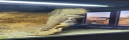 Bearded Dragon reptiles for sale: Bearded Dragon and Complete Vivarium Setup in Yarm - Advert 16