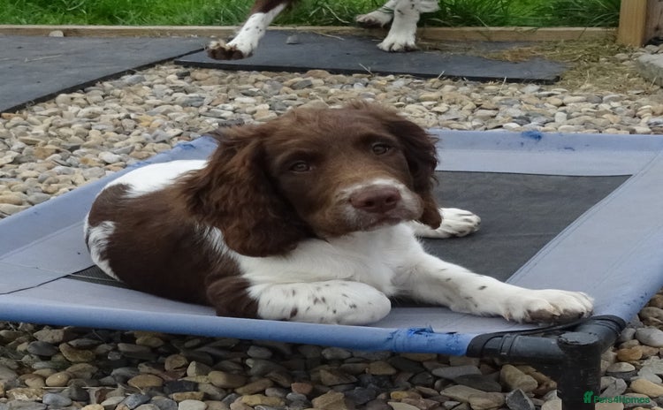 English Springer Spaniel dogs - Advert 6