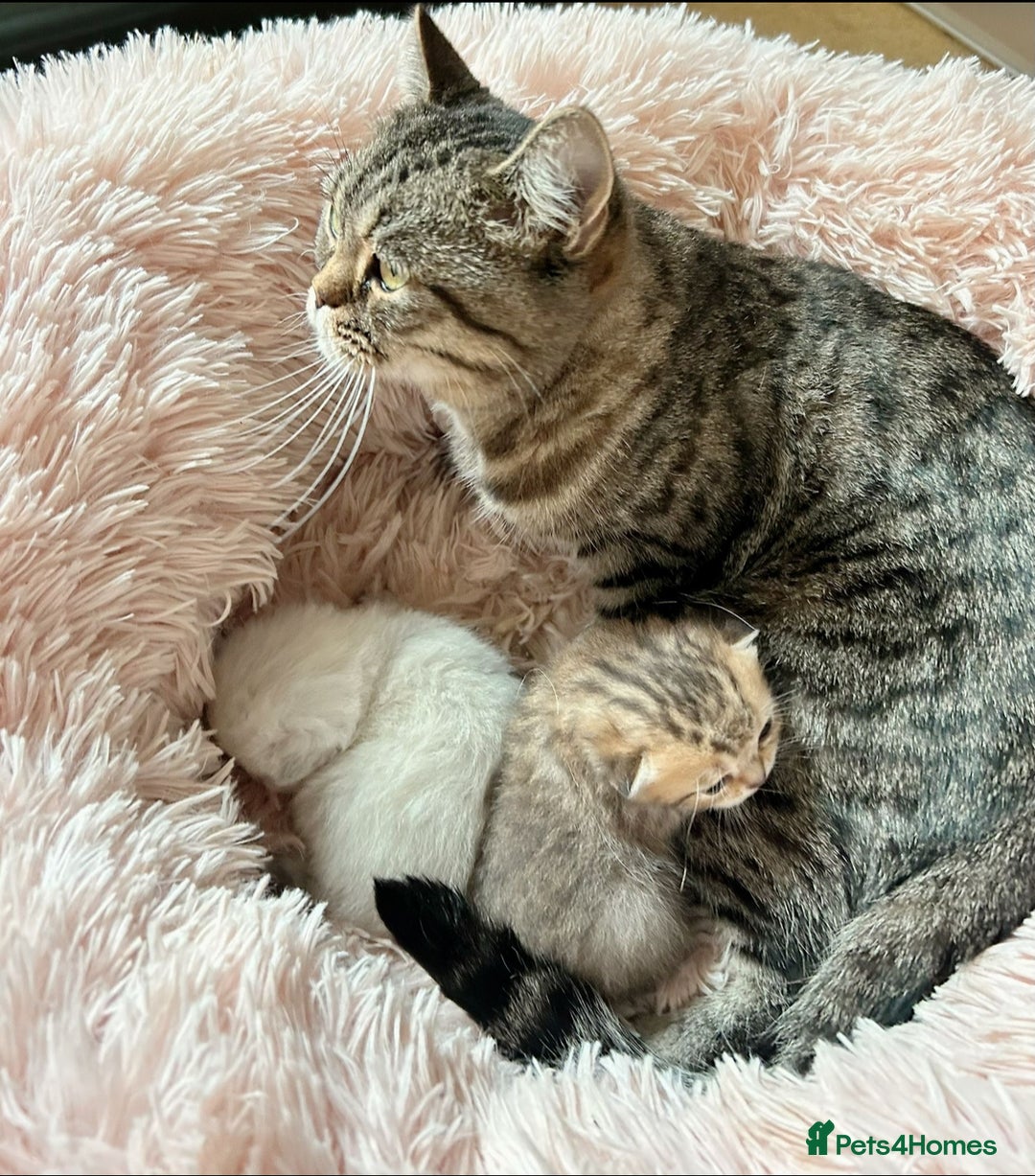 British Shorthair cats for sale: British shorthair Chocolate Boy - Advert 6