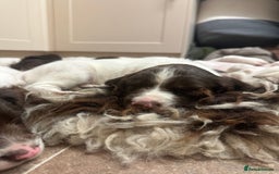 English Springer Spaniel dogs for sale: KC SPRINGER SPANIELS  - Image 8