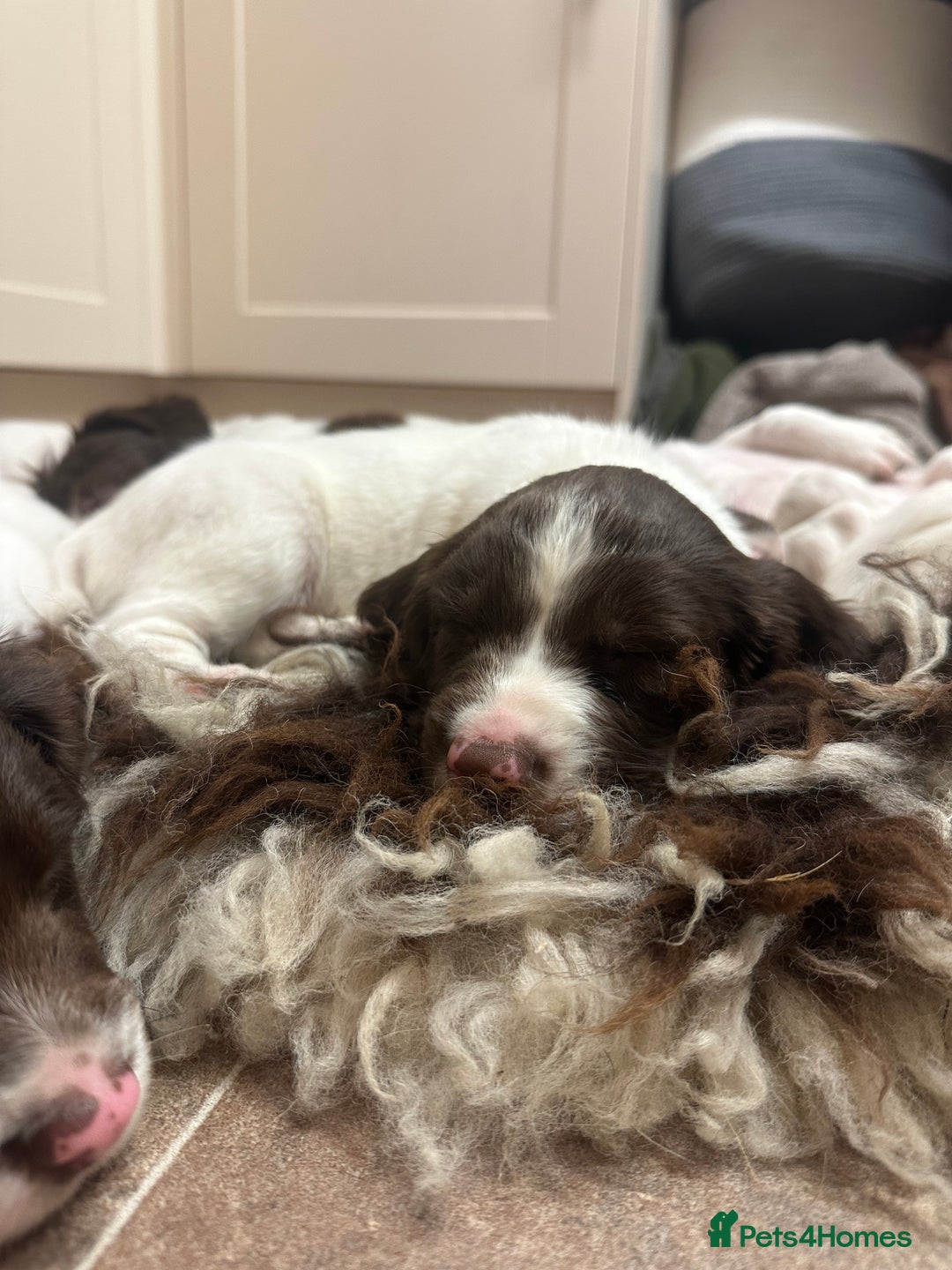 English Springer Spaniel dogs for sale: KC SPRINGER SPANIELS  - Image 8