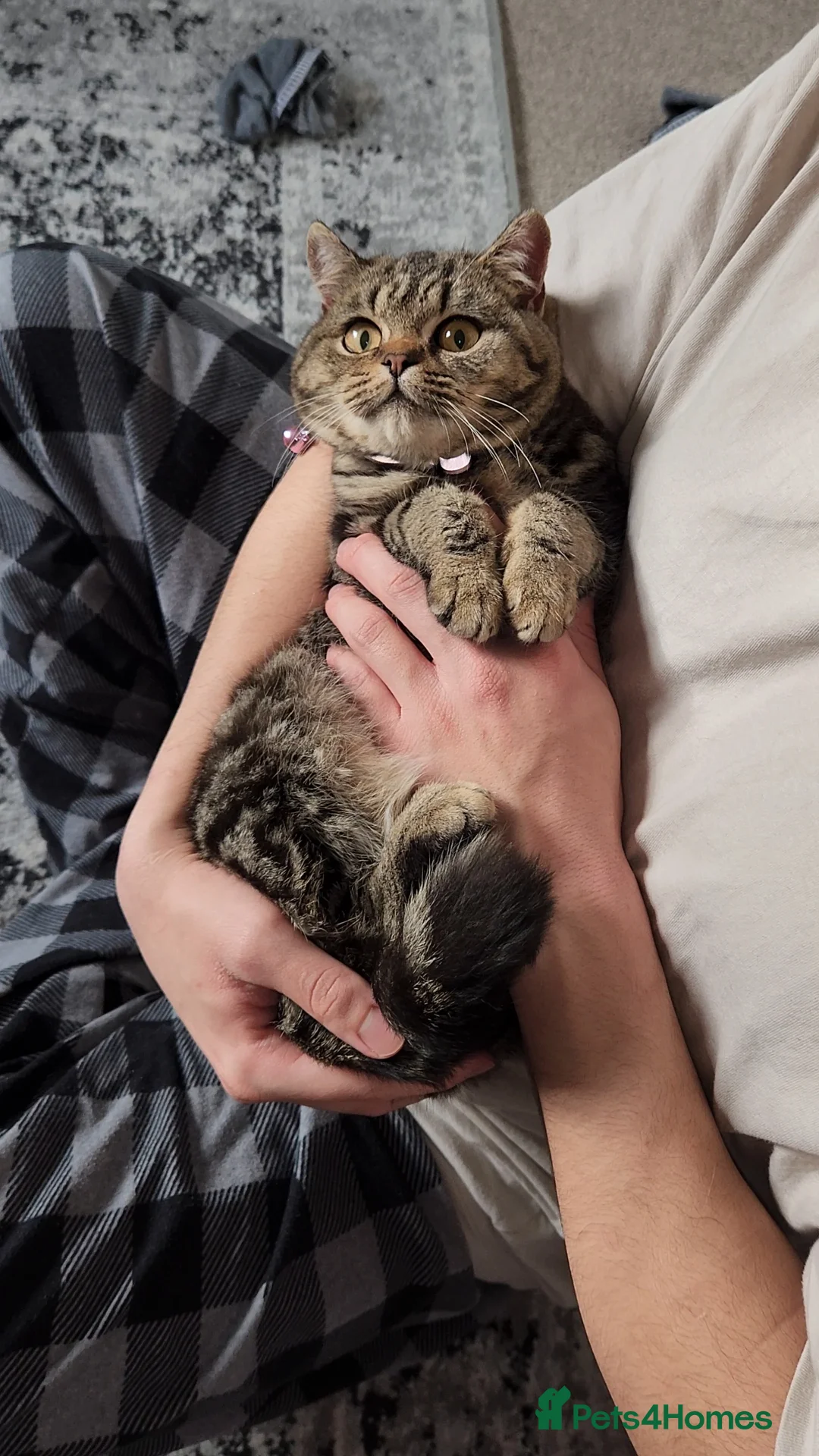 British Shorthair cats for sale: 🏆 Pedigree Silver British Shorthair Kittens 🏆 - Advert 11