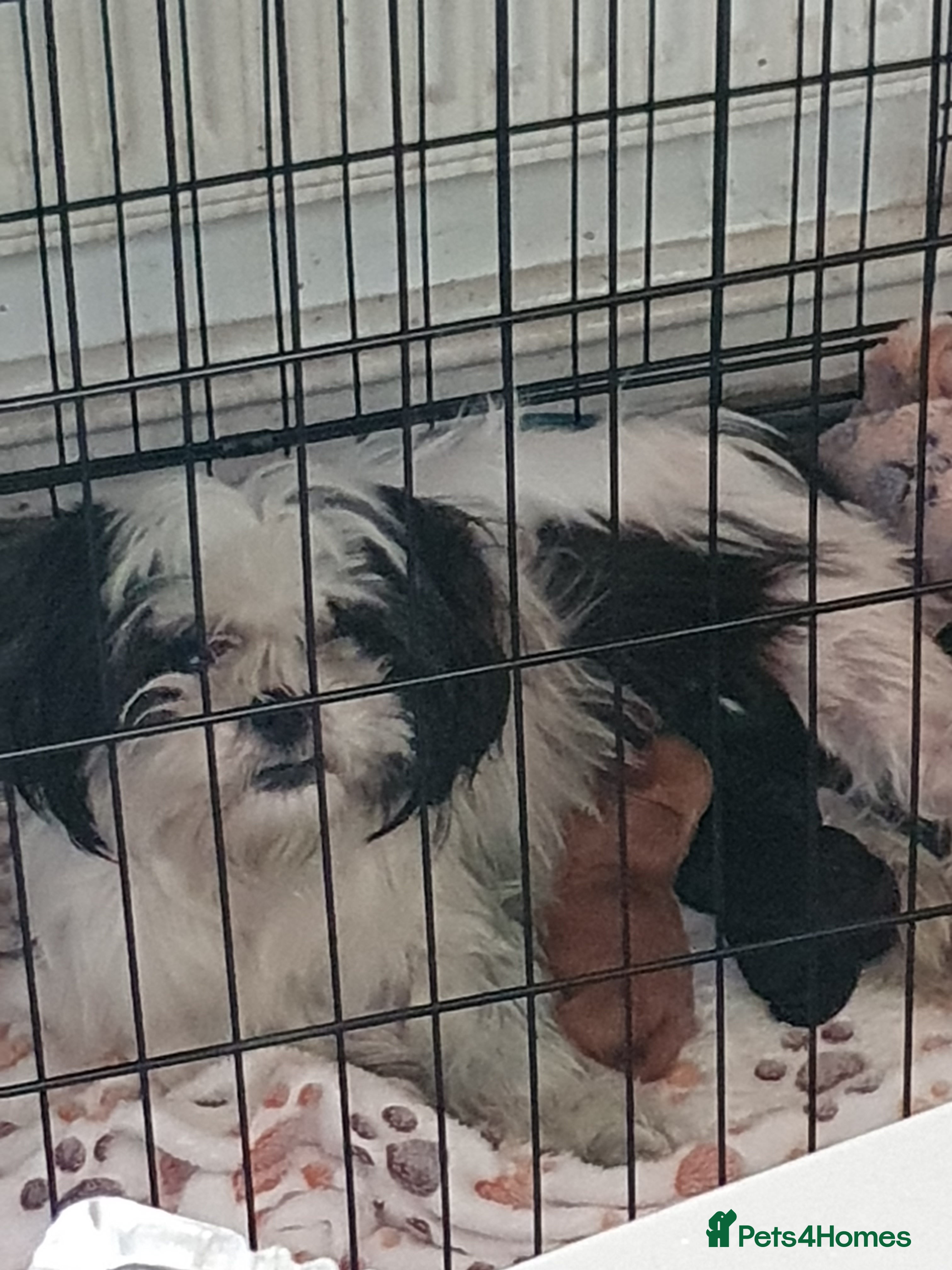 Shihpoo dogs Beautiful male  shih-poo for sale - Advert 4